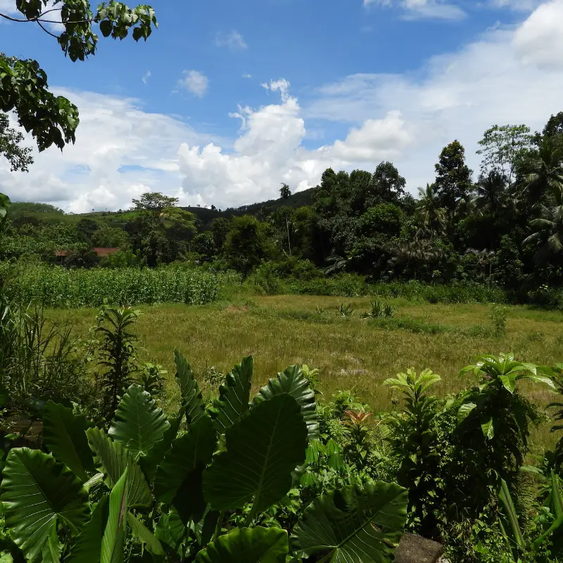 image of lands and plots for sale in cameroon